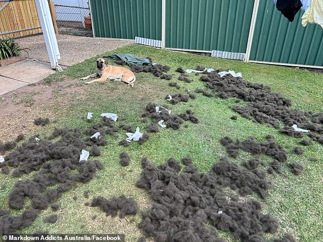 Are these Kmart chew resistant pet beds no match for Australian dogs Seniors Discount Club