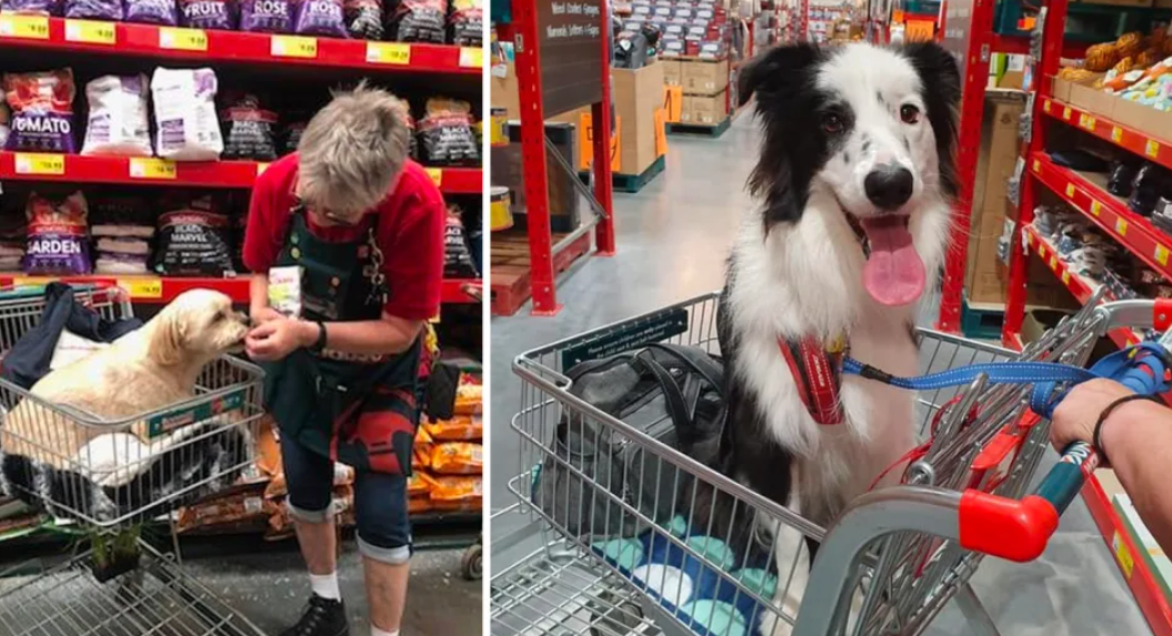 Bunnings stands by in store pet policy amid dog free hour outcry Seniors Discount Club