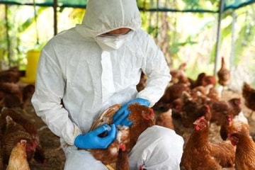 Experts grill concerns over meat's role in Avian Flu spread