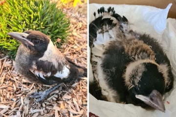 How ‘rescuing’ a magpie could cost you $40,000 in fines this spring