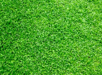 Councils are cracking down on artificial lawns—and the hidden cost isn’t what you’d expect
