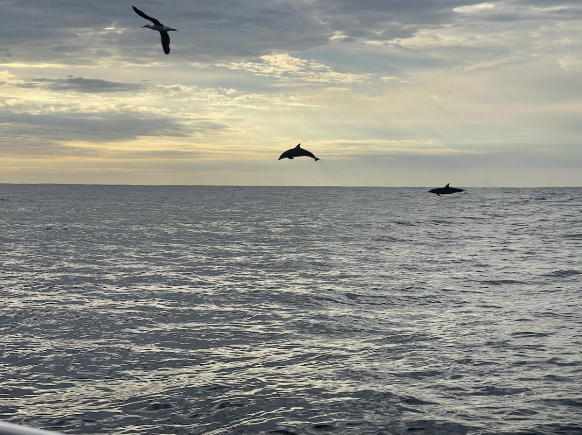 Whale watching out of Ballina last week! | Seniors Discount Club