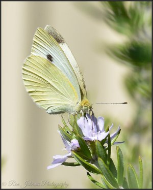 Cabbage White Butterfly.JPG