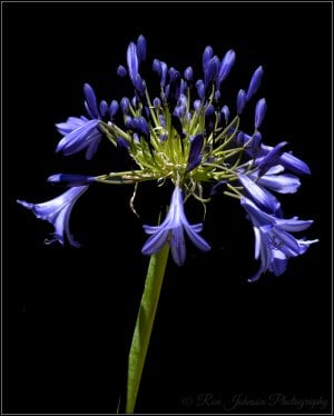 Agapanthus.JPG