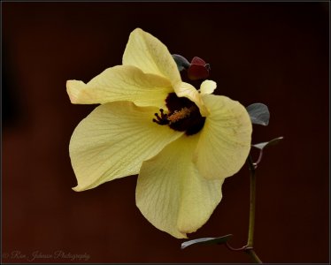 Cottonwood Hibiscus Flower.JPG