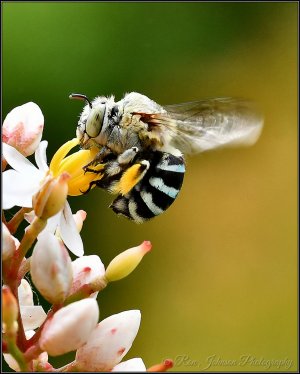 Blue Banded Bee (Australian Native).jpg