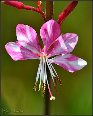 Butterfly Flower.JPG