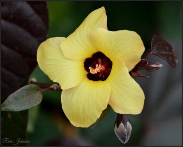 Cottonwood Hibiscus.JPG