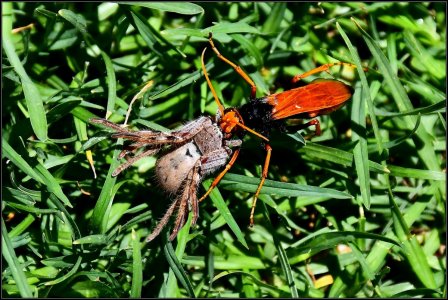 Wasp with Huntsman Spider.JPG