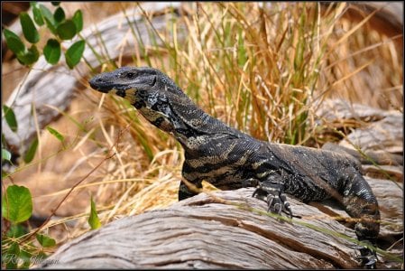 Lace Monitor.JPG