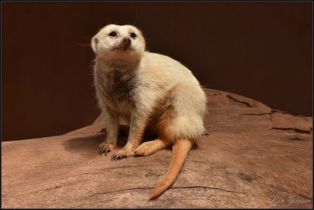 Meerkat.JPG