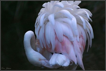 Flamingo - Greater.JPG