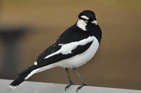 Murray Magpie-Magpie Lark.JPG