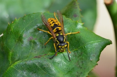 European wasp 062.JPG