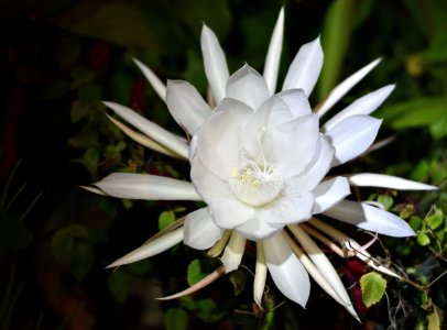 queen of the night cactus flower.jpg