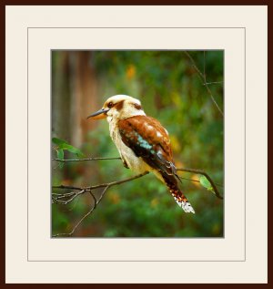 Kookaburra in The Dandynongs_2016a_WIP_desat background copy.jpg