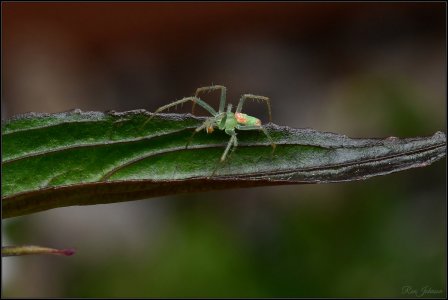 Slender Green Orbweaver.jpg