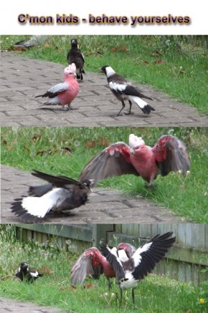 Baby and Galah Fighting1.jpg