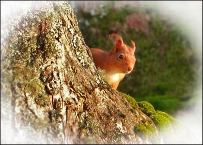 Red Squirrel_Scotland.jpg