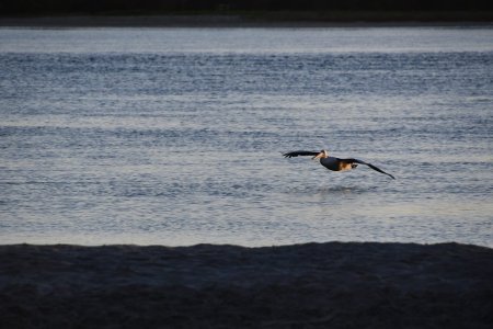 Pelican at Broadwater 7Dec22.jpg