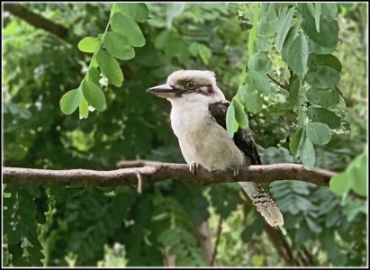 Kooka Outside the window.jpg