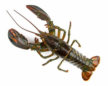 Live Lobster.jpg
