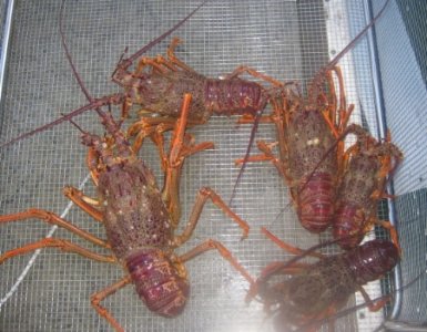 Live Crayfish.jpg