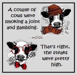 couple cows smoking.jpg