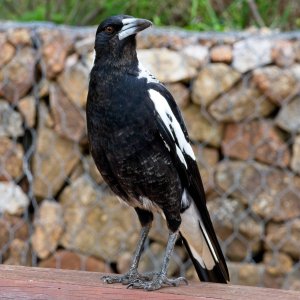 Australian magpie (Gymnorhina tibicen).jpg