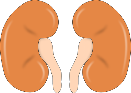 kidney-147499_960_720.png