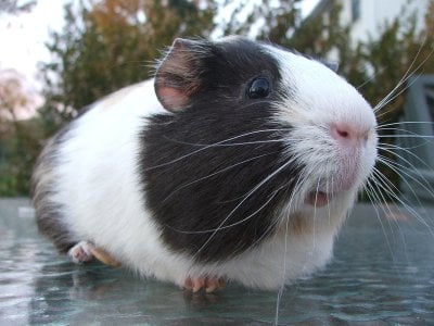 George_the_amazing_guinea_pig.jpg