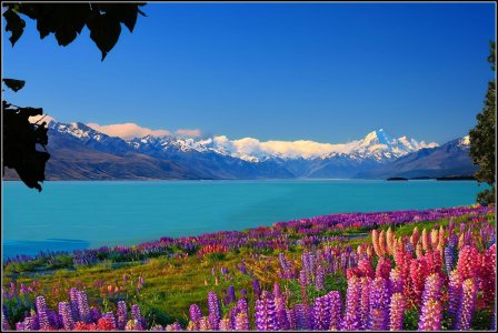 Wild Lupins on shore of Lake Tekapo copy.jpg