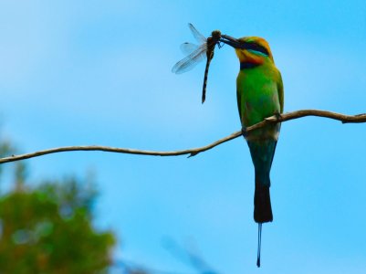 Rainbow Bee Eater 1.JPG