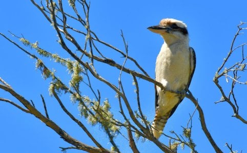 Kookaburra perched and resting.JPG