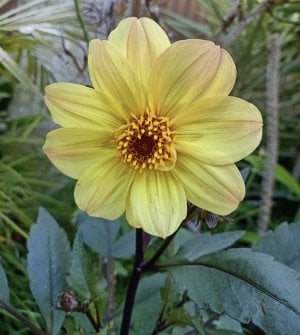 Yellow Dahlia.jpg