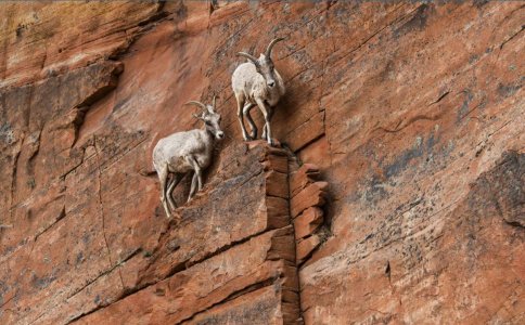 Desert Bighorn Sheep_Utah USA.jpg