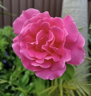 Pale pink rose.jpg