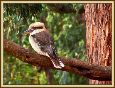 Kookaburra in you know where....jpg