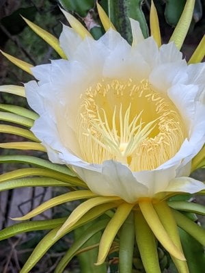 Dragon Fruit Flower2.jpg