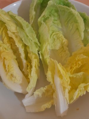 Lettuce.jpg