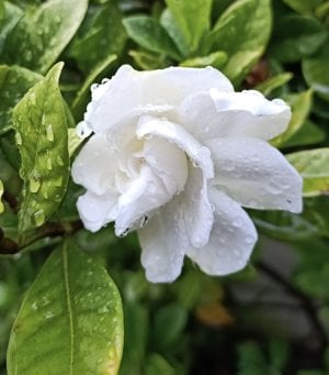 Gardenia1.jpg