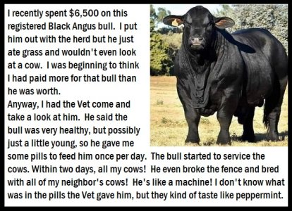 Angus bull vet pills.jpg