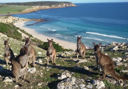 Kangaroo-Island-Australia-2.jpg