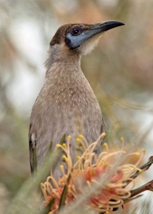 Little Friarbird2.jpg