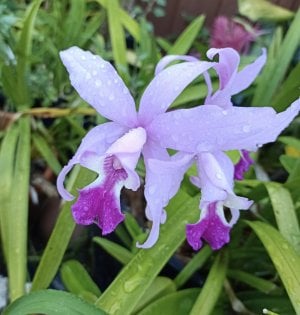 PurpleOrchids2.jpg