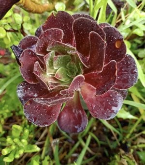 Aeonium1.jpg