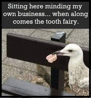 tooth fairy.jpg