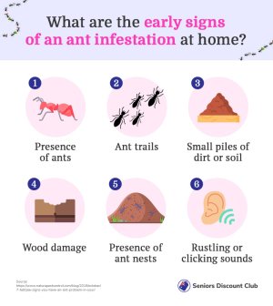 What are the early signs of an ant infestation at home_.jpg