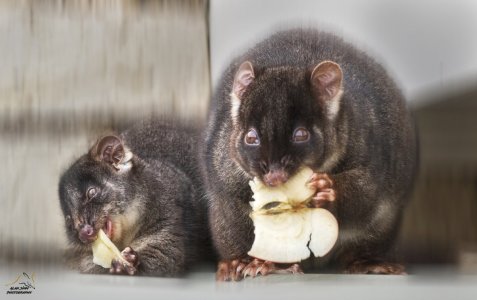 Possum Mum & Bub with Apple.jpg