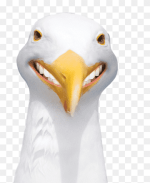 Smiling Gull.png